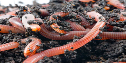 Wormcomposters